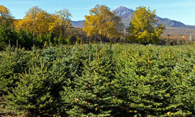 Blue spruce closeup.