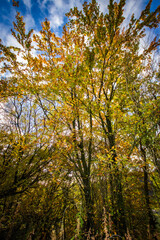 Fototapeta premium autumn in the forest