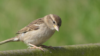 Chaffinch sitting on a fence UK