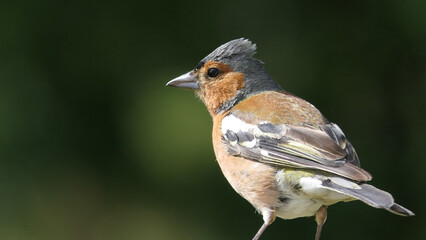 Chaffinch sitting on a fence UK