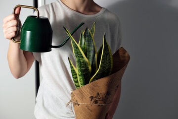 young woman watering a sansevieria plant © Dorota