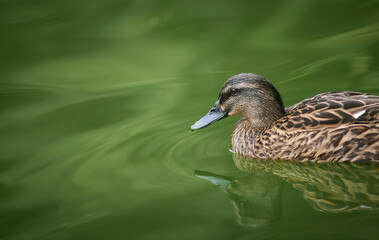 Photograph of a duck in María Louisa Park, Seville, Spain