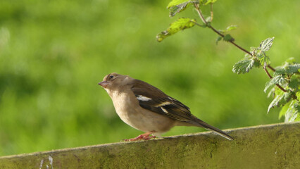 Chaffinch sitting on a fence UK