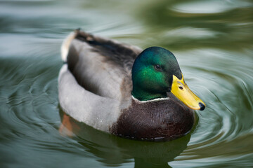 Photograph of a duck in María Louisa Park, Seville, Spain