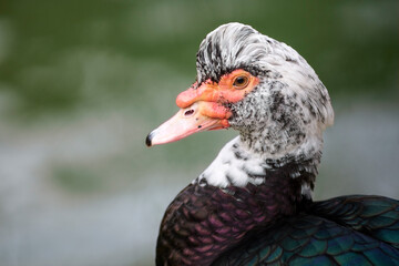 Photograph of a Cairina moschata duck in María Louisa Park, Seville, Spain