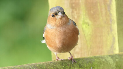 Chaffinch sitting on a fence UK