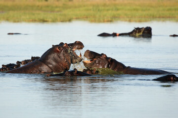 The common hippopotamus (Hippopotamus amphibius), or hippo fighting in the water