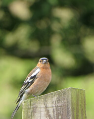 Chaffinch sitting on a fence UK