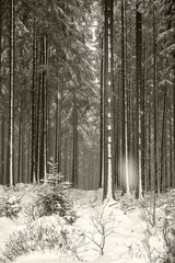 Tannen im verschneiten Winterwald