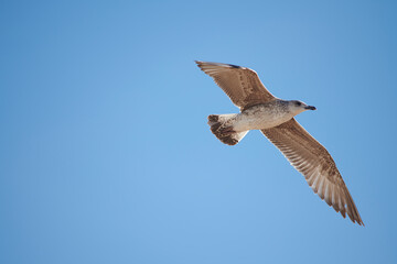 Photograph of a seagull flying on the Rompido beach, Huelva.