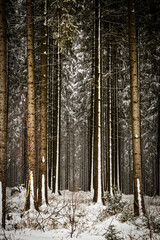 Fototapeta premium Tannen im verschneiten Winterwald