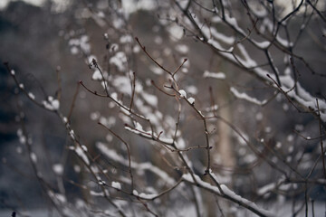 Photograph of snowflakes on the branches of a tree.