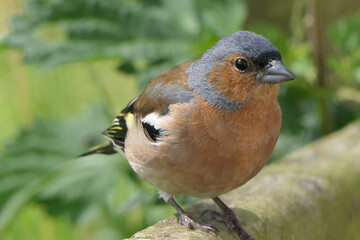 Chaffinch sitting on a fence UK