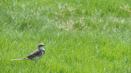 bird in the grass
