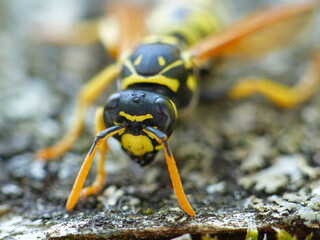 Wasp Macro