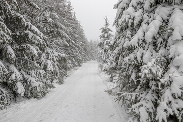 Tannen im verschneiten Winterwald