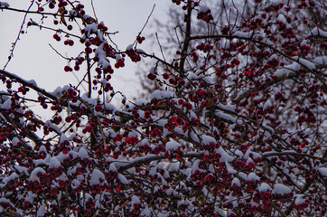 Tree with red little berries on snow covered branches make great color contrast to grey sky on cold...