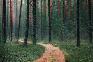 Beautiful landscape background of late autumn pine forest with forest path at foggy evening.
