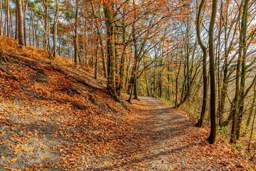 Obraz premium Autumn trees, some with brown leaves, some with green foliage and some bare on a hill, a dirt road covered with brown leaves, sunny and cold December morning in Sweikhuizen, South Limburg, Netherlands