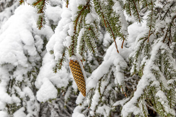 verschneite äste im Winterwald
