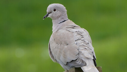 Collared Dove at a bird table in UK