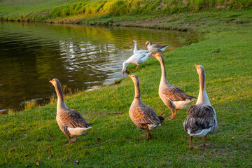 Group of large ducks on the grass near the lake