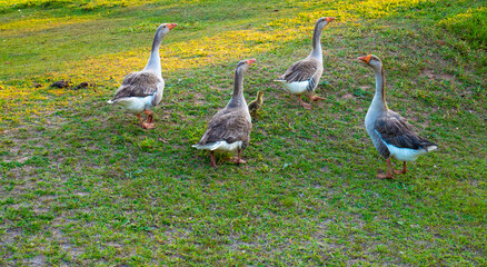Group of large ducks on the grass near the lake