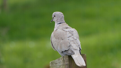 Collared Dove at a bird table in UK