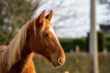Portrait of a brown horse at a farm
