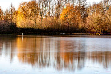 Lake with reflection in water surrounded by wild plants and autumnal trees with sunlight on them, sunny December day in Sweikhuizen, South Limburg, Netherlands. Long exposure photography