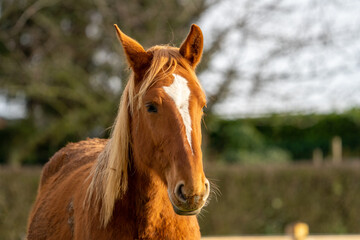 Portrait of a brown horse at a farm