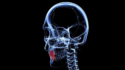 Fototapeta na wymiar Human Teeth Incisors Anatomy 3D Illustration