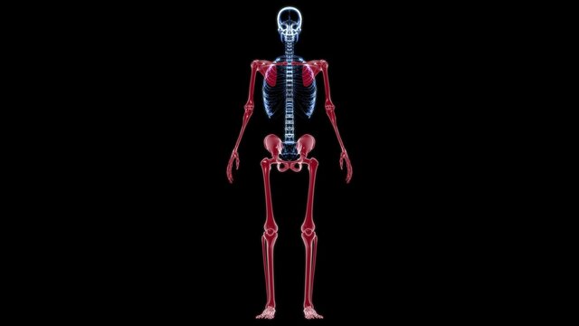 Human Skeleton Appendicular Skeleton Anatomy 3D