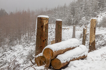 baumstümpfe auf verschneiter Waldlichtung
