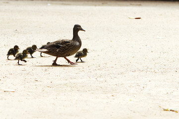 mother paw walks with her ducklings on smooth and clear ground. Champagne tone