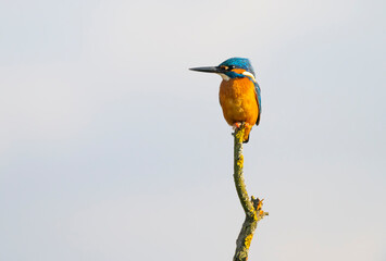 Beautiful kingfisher on the branch
