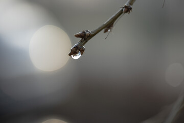 Fototapeta Kropla deszczu na gałązce, fotografia macro obraz