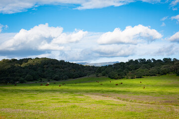 Paisaje verde con caballos y vacas pastando