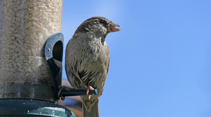 House Sparrow feeding from bird table with blue background copy text