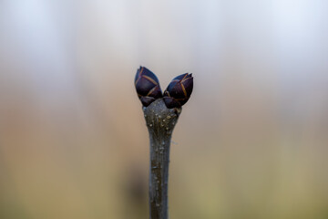 Wyizolowany z tła pączek bzu, rozwijająca się roślina, fotografia przyrodnicza minimalistyczna