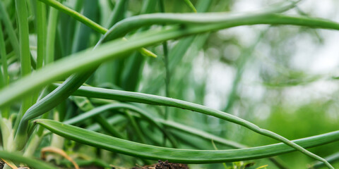 green onion with long leaves on vegetable garden ground