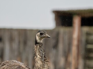 close up of a peacock