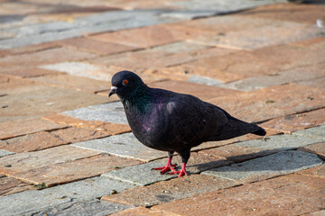 Pigeons in Konak Square of Izmir.
