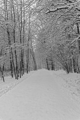 Walking path in the winter forest.
