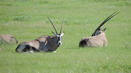 antelope in the savannah