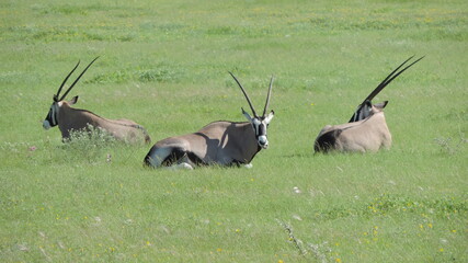 antelope in the savannah