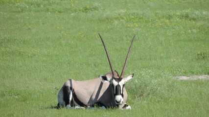 antelope in the grass