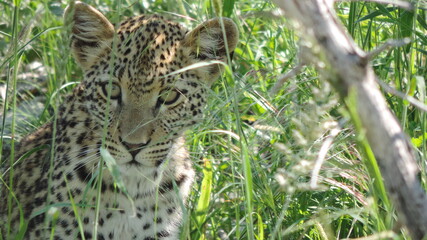 close up of a leopard
