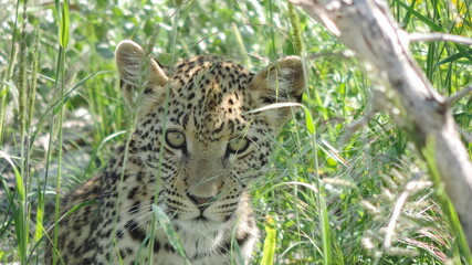 leopard in the grass