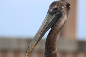 close up of a pelican